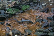 Low Flow at the Jones River