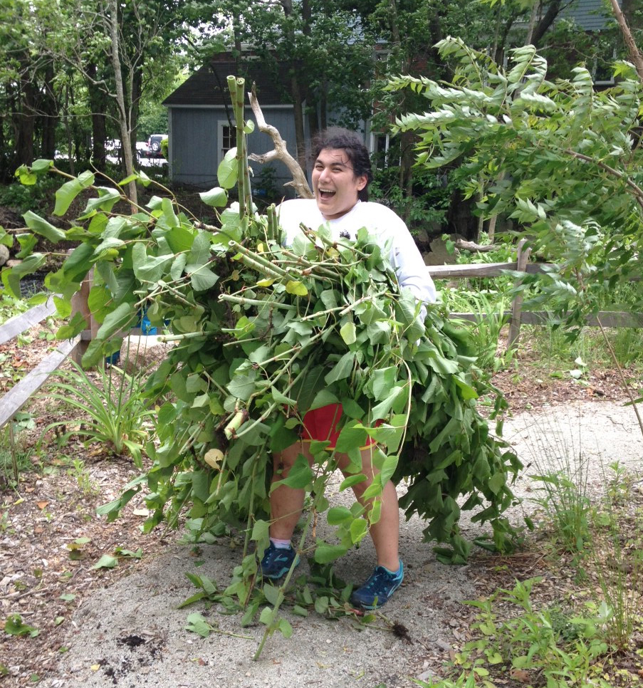 margo removing knotweed from grist mill park cropped NSRWA